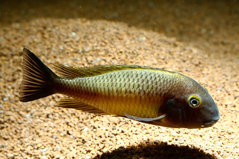 Tropheus moorii fish 