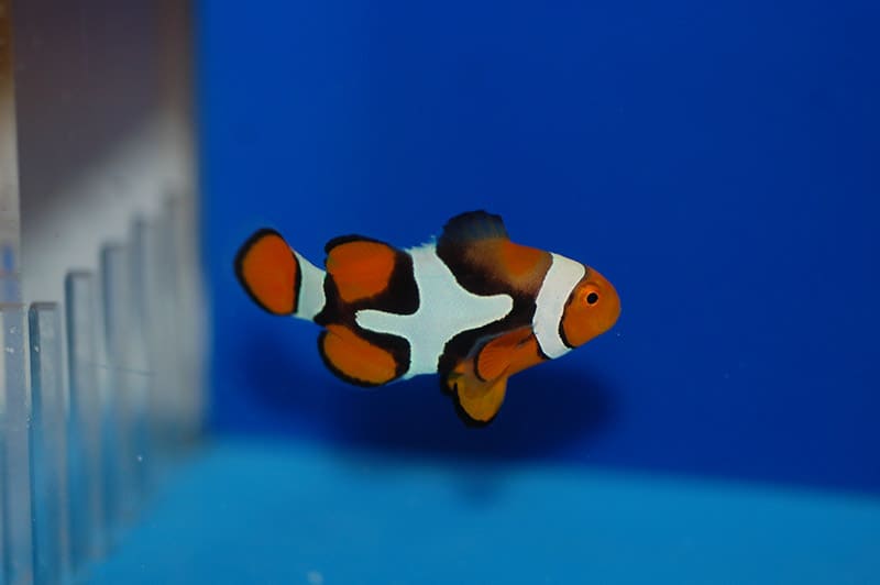 True Percula Clownfish 