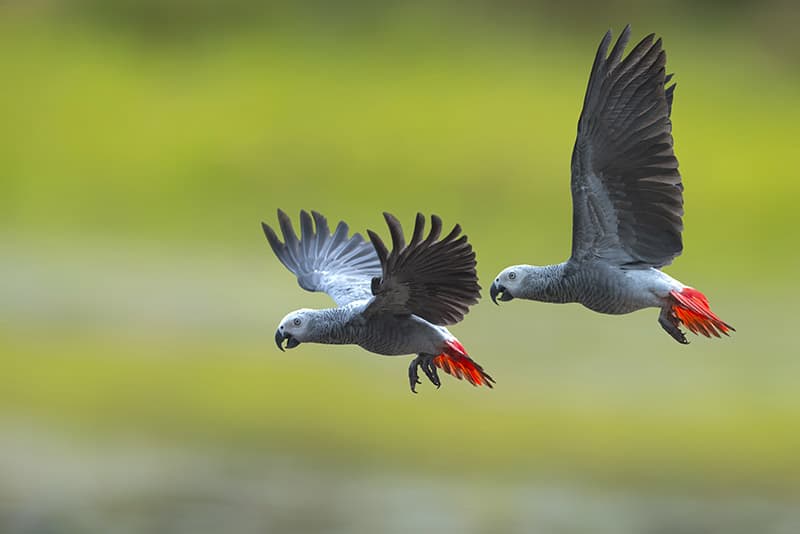 two African grey parrots flying