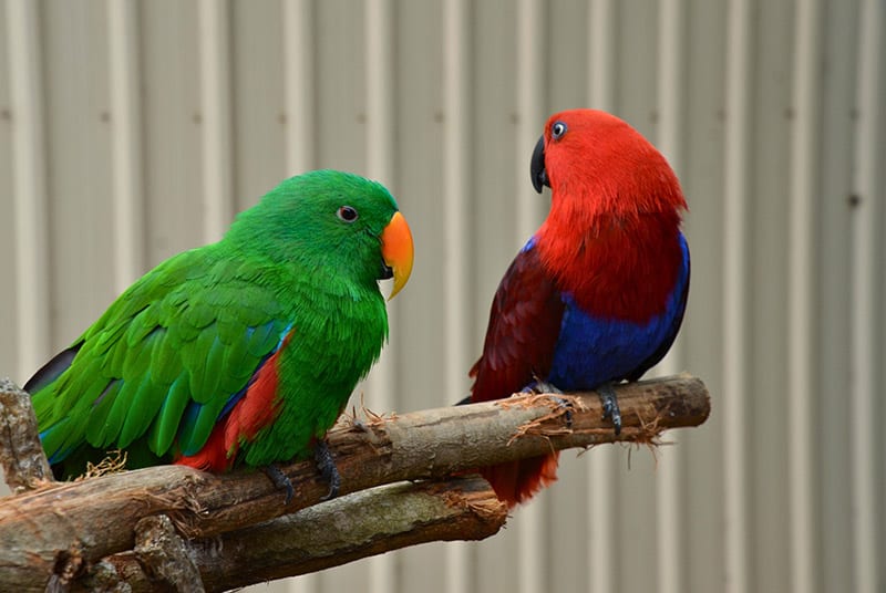 two Eclectus parrots perched