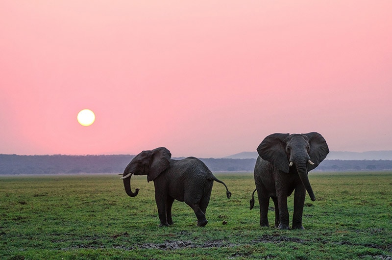 two elephants in the field during sunset