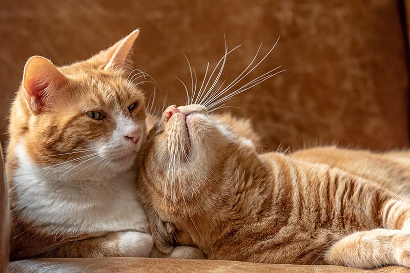 two ginger cats cuddling