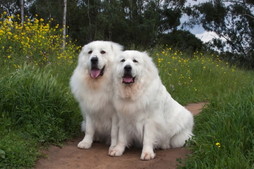 two great pyrenees in the field