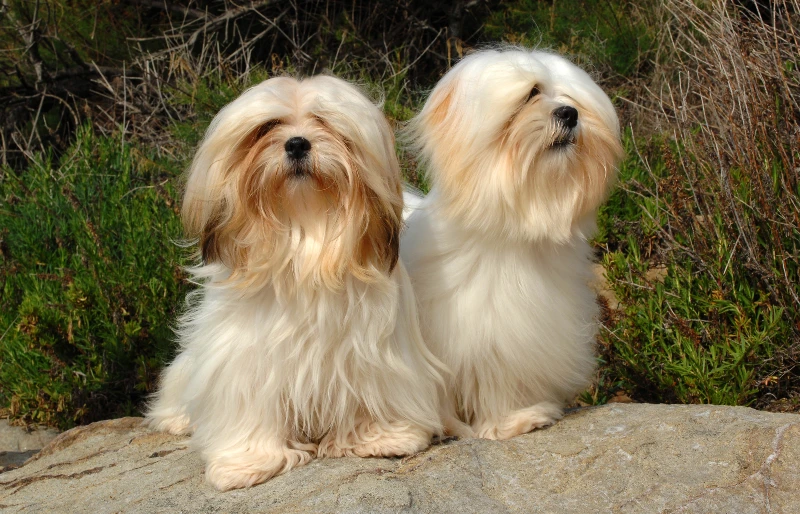 two lhasa apso dogs outdoors