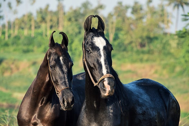 two Marwari mares up close