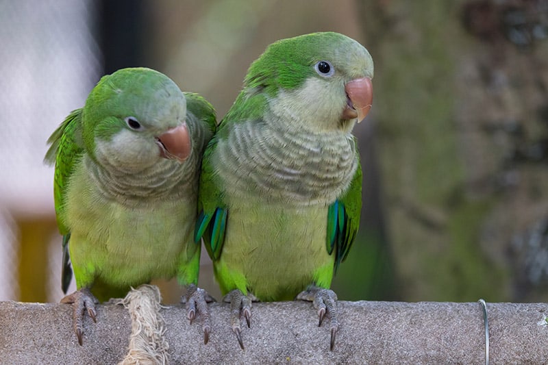 two monk parakeet birds