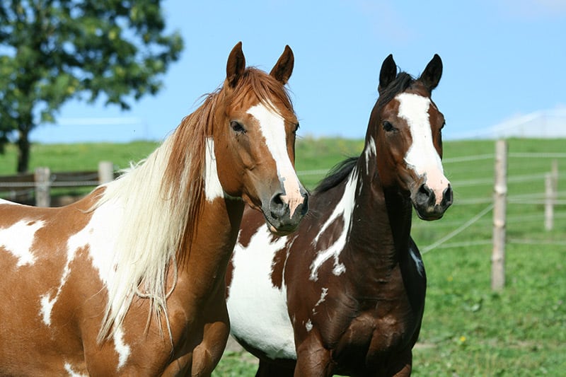 two paint horses up close