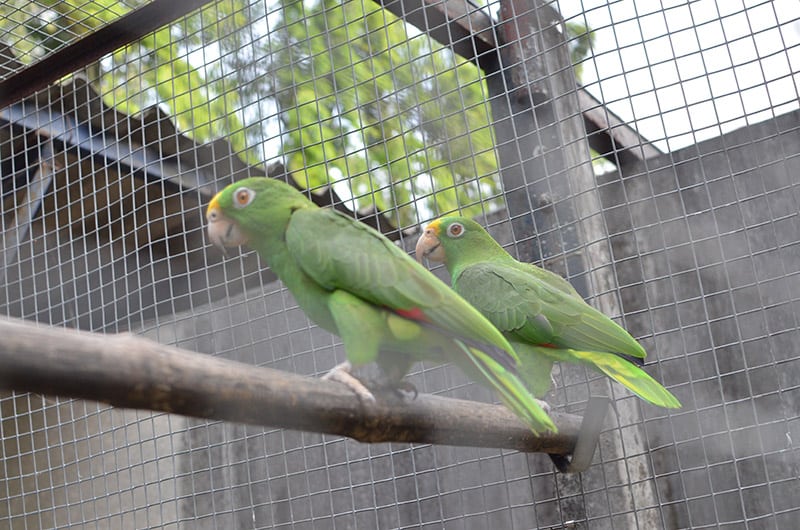 two Panama Amazon parrots inside the cage