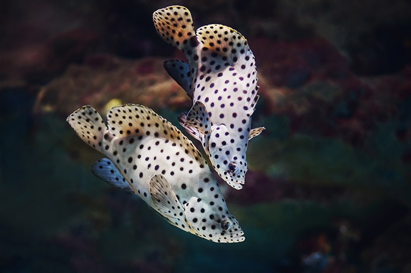 Two panther groupers