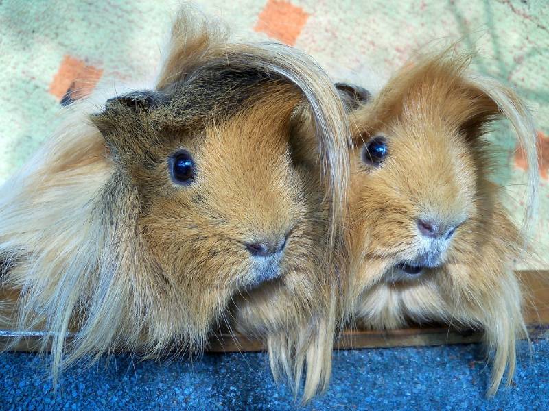 two peruvian guinea pigs