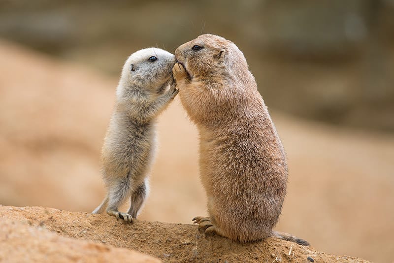 two prairie dogs kissing