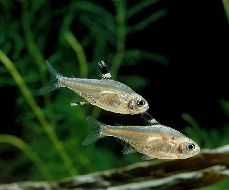 two Pristella Tetra or X-Ray Tetra fish