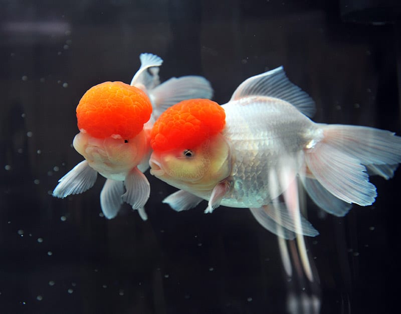two Red cap oranda goldfish