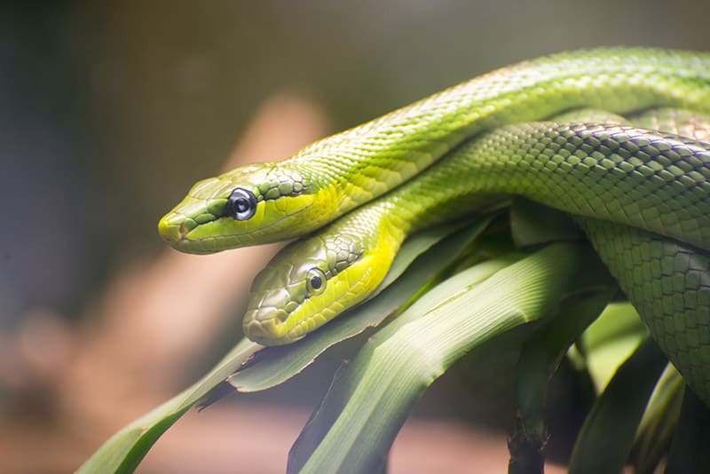 Two Red-tailed Green Ratsnakes mating