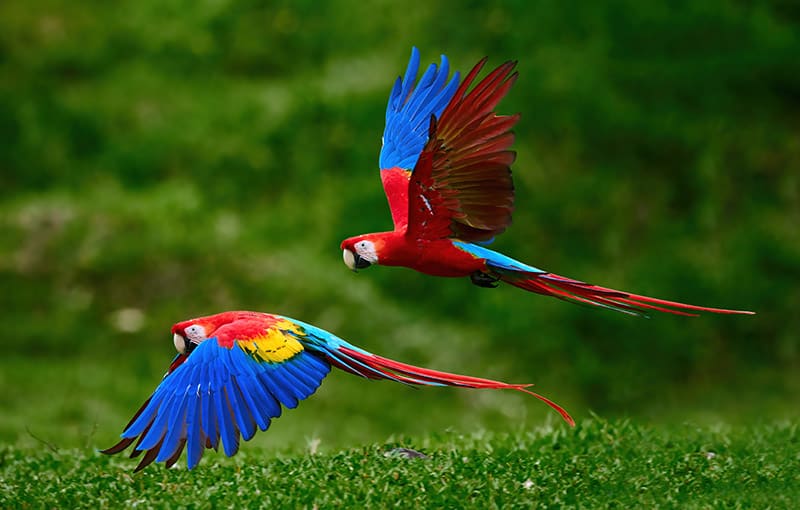 Two Scarlet Macaw birds flying