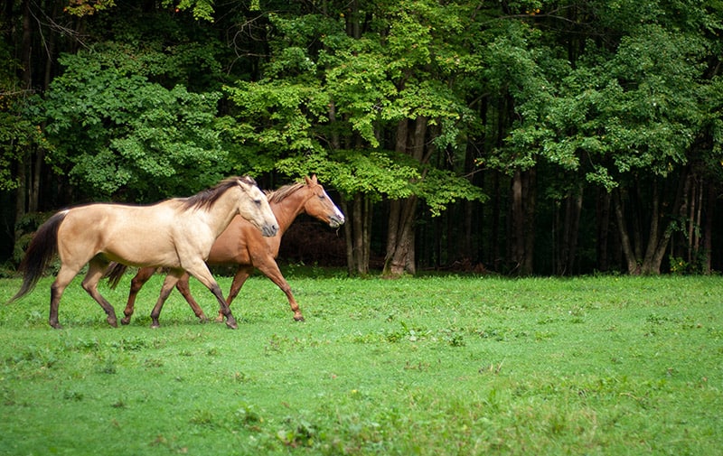 two Tennessee Walking horses in the field