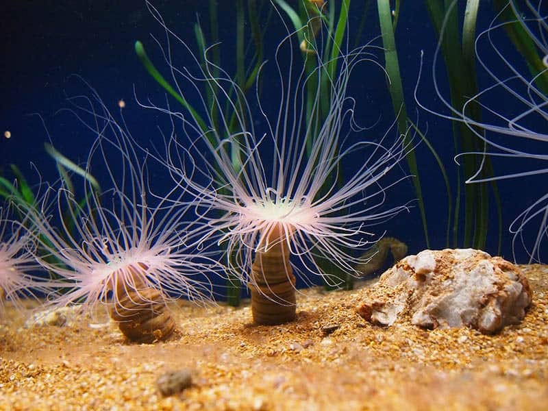 two-tube-anemone