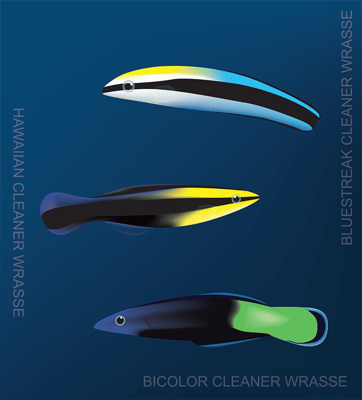 types of cleaner wrasse