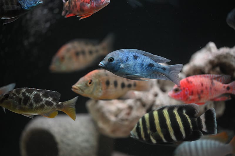 variety of african cichlids in a fish tank