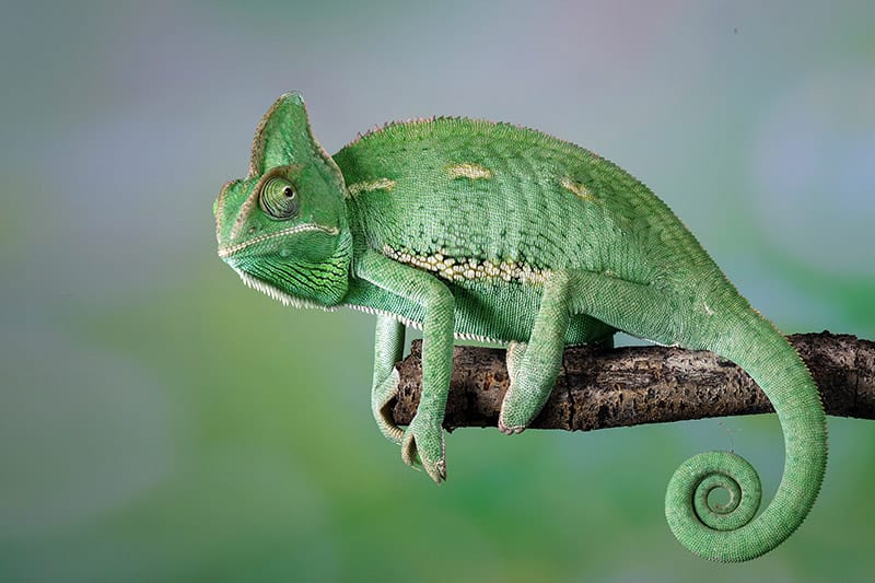 Veiled Chameleon on a branch