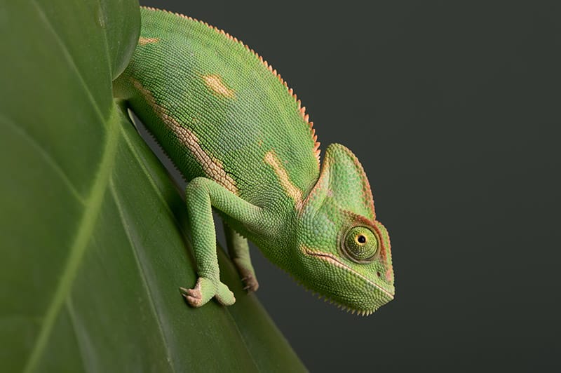 Veiled Chameleon 