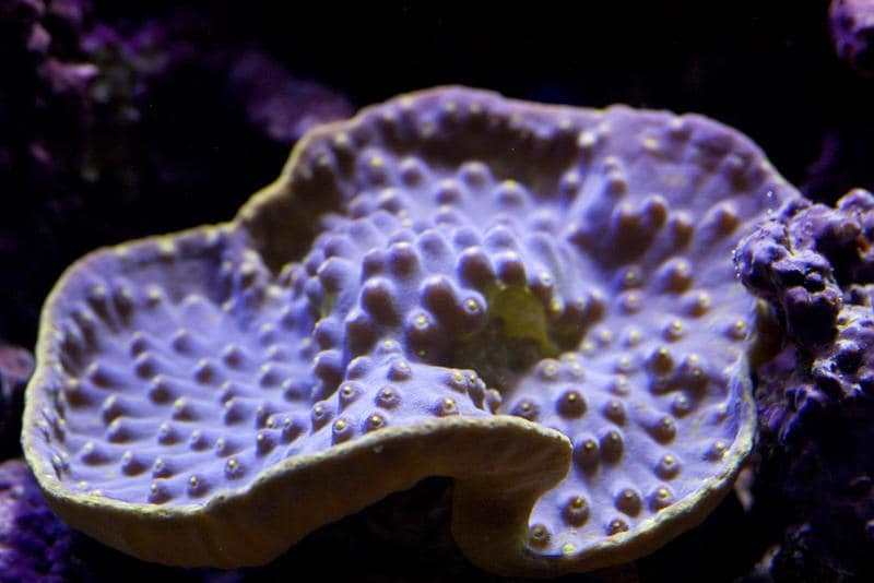 Velvet Stone Coral