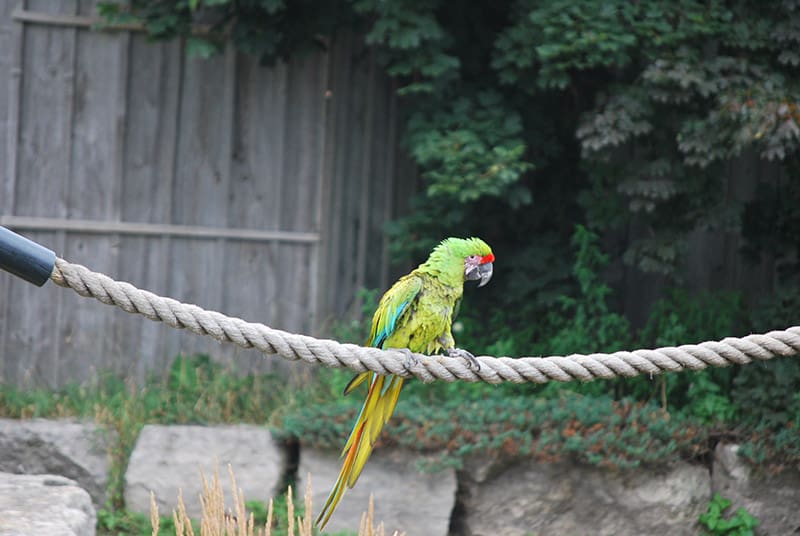 verde macaw bird perched on a rope