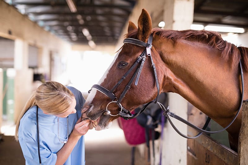 vet checking the teeth of horse