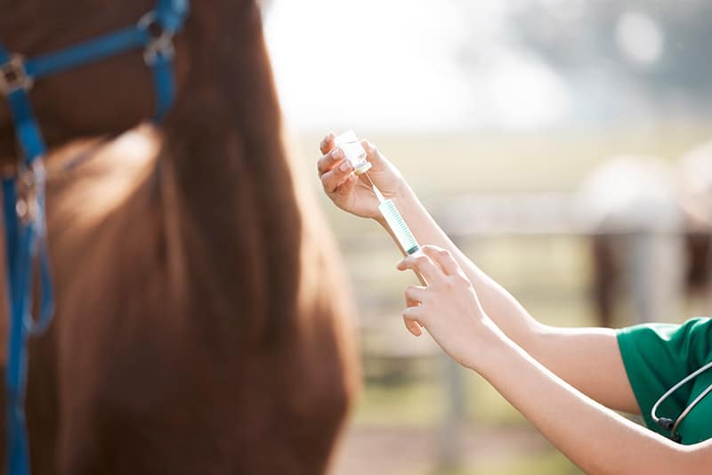 vet preparing vaccination for horse