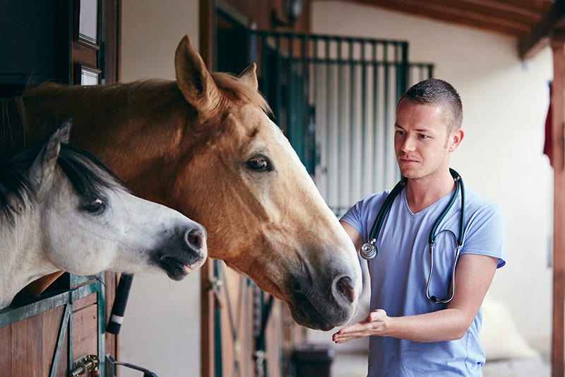 veterinarian checking the horses in the stable