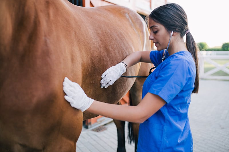 veterinarian examining horse