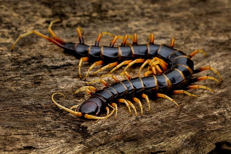 vietnamese centipede