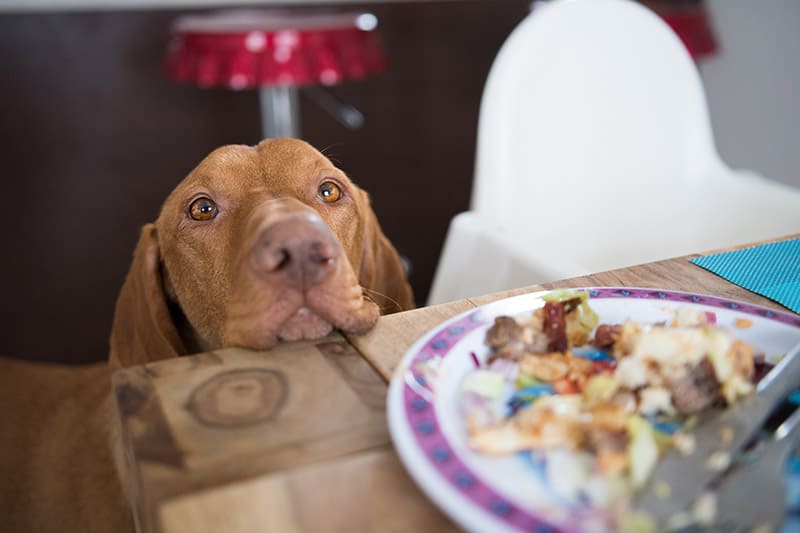 vizsla dog begging for food