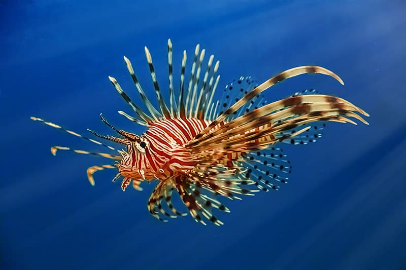 volitans lionfish