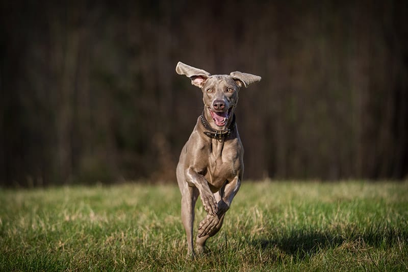 Weimaraner dog running in the park
