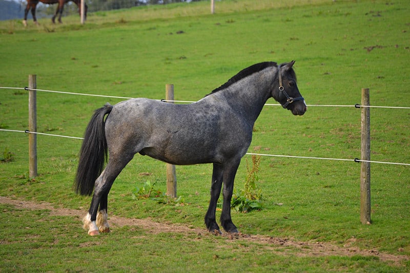 Welsh Section B Blue Roan Pony