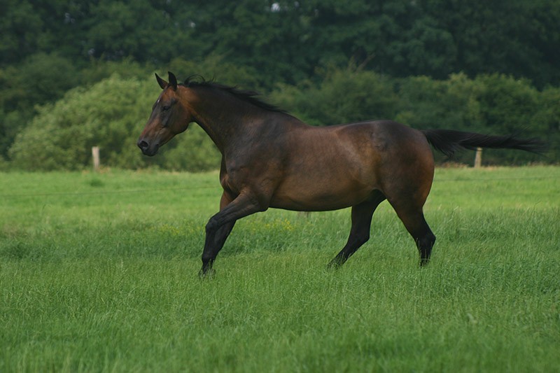 westfalen horse on the meadow