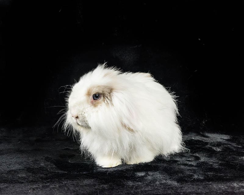 white American Fuzzy Lop rabbit