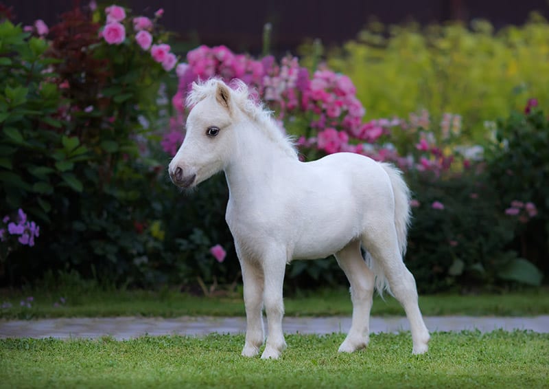 white American miniature horse