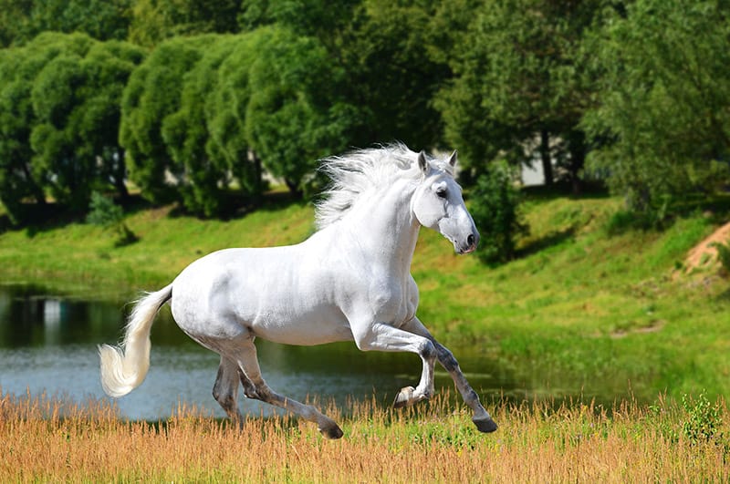 White Andalusian horse
