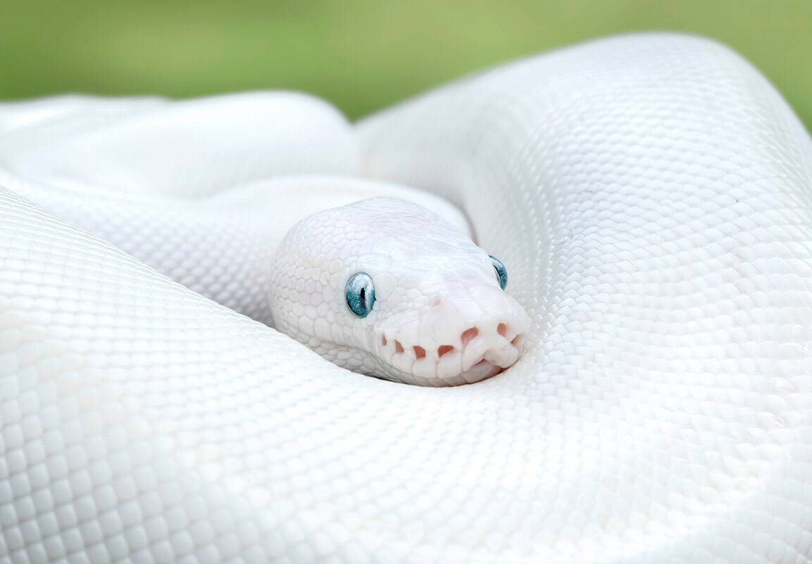 White Leucistic Ball Python