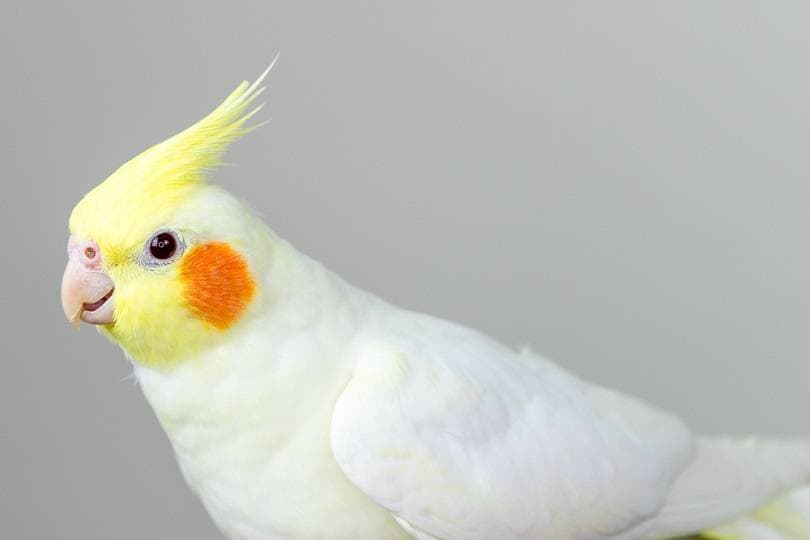 white lutino cockatiel