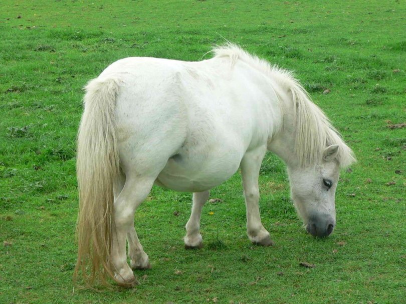 white miniature horse