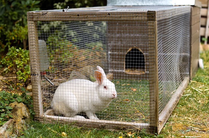 white rabbit inside the hutch