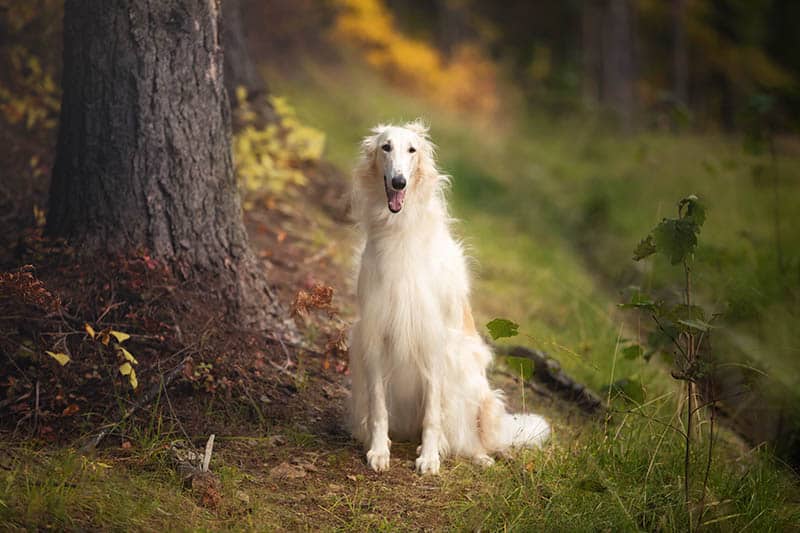 white russian borzoi in the forest during autumn