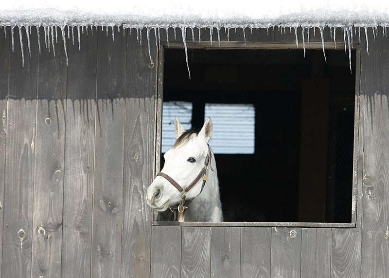 white stallion inside the barn during winter