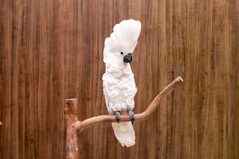 white umbrella cockatoo bird