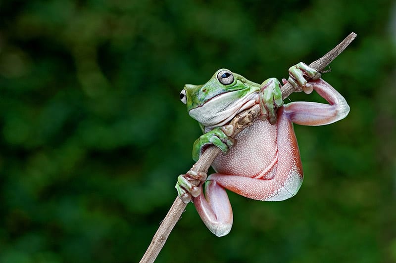 White's tree frog hanging on a stick