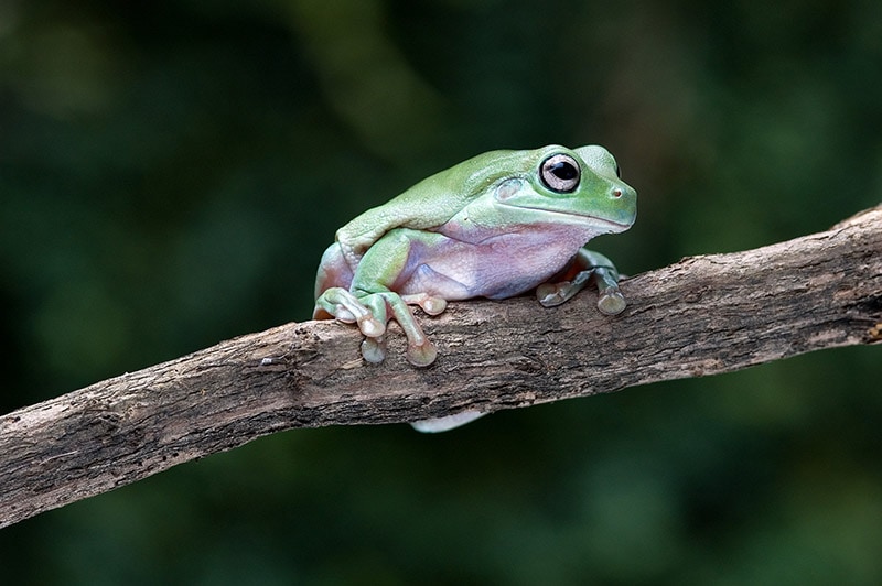 White's tree frog on a branch