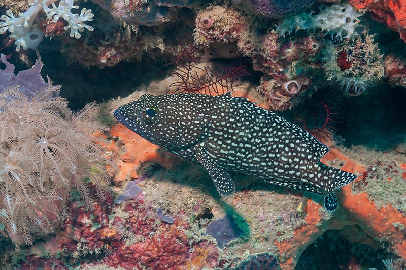 whitespotted grouper